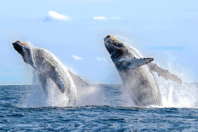 Los Cabos Whale Watching & Snorkel Adventure with Food & Drinks - A private Cabo boat day built around the Arch
