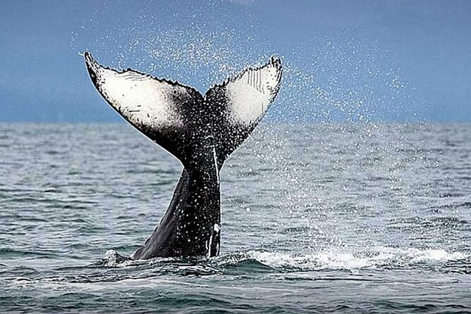 Los Cabos Whale Watching & Snorkel Adventure with Food & Drinks - Ceviche, fajitas, and a full drinks list