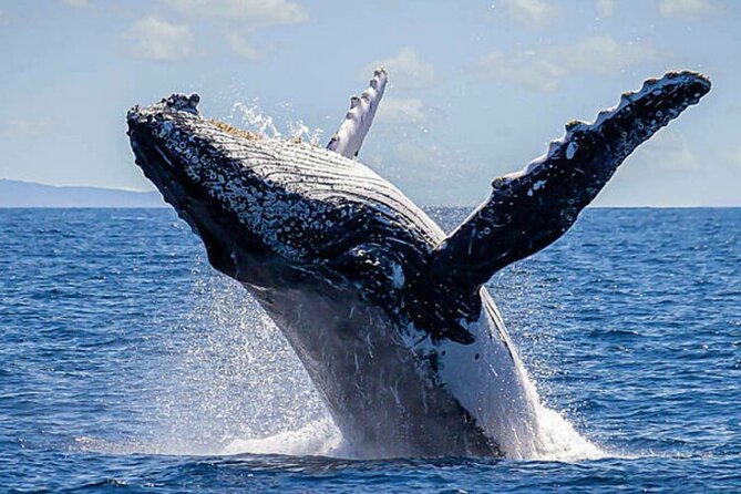 Los Cabos Whale Watching & Snorkel Adventure with Food & Drinks - Why the private price can make sense