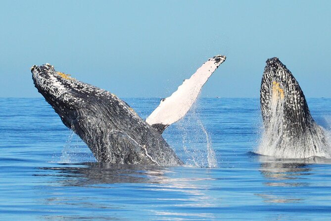 Los Cabos Whale Watching & Snorkel Adventure with Food & Drinks - Timing, weather, and the small details that matter