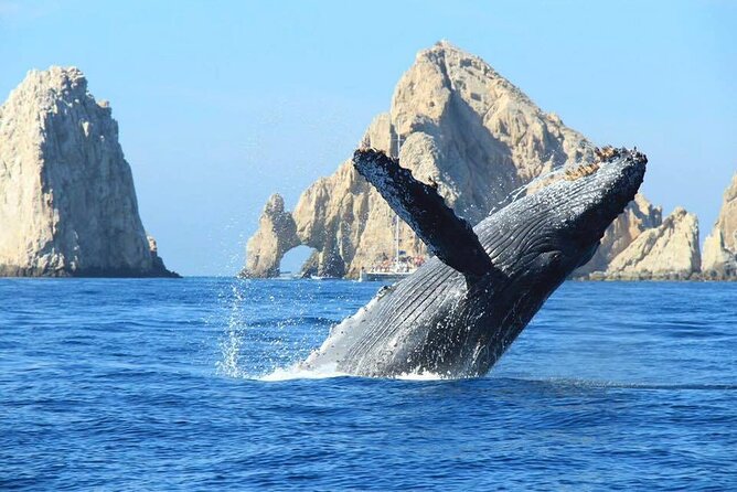 Los Cabos Whale Watching & Snorkel Adventure with Food & Drinks - Searching for whales in open water