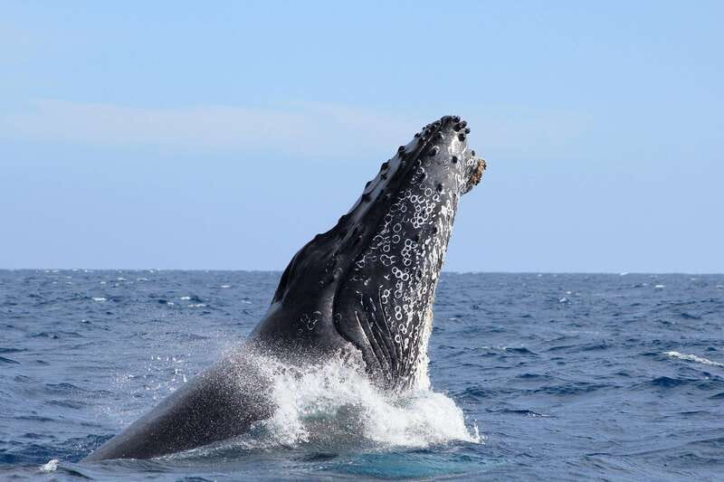 Los Cabos: Whale Watching (Transport and Pictures Included) - Key points to know before you book