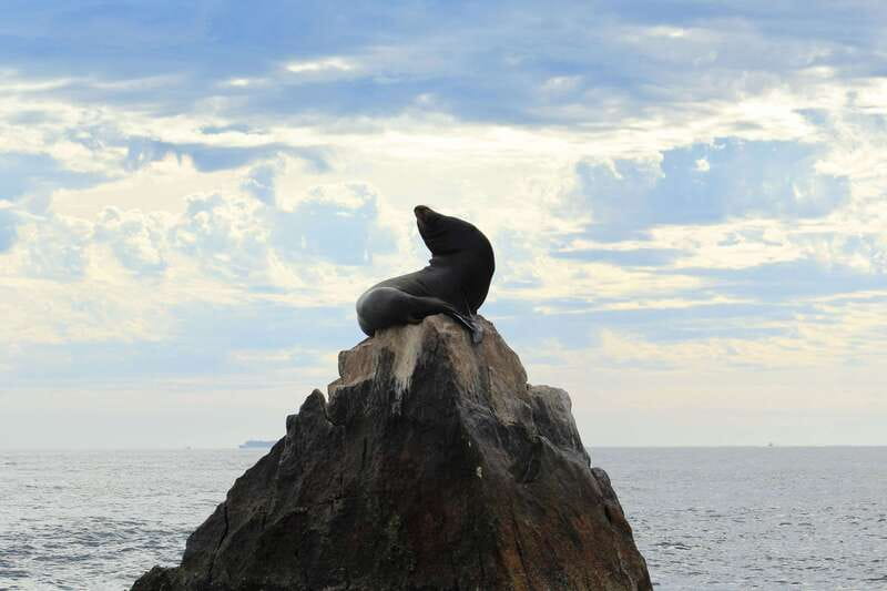 Los Cabos: Whale Watching (Transport and Pictures Included) - Timing, sightings, and the sighting guarantee