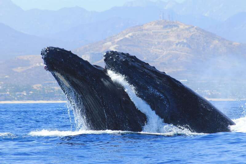 Los Cabos: Whale Watching (Transport and Pictures Included) - Safety briefing and boarding at the marina