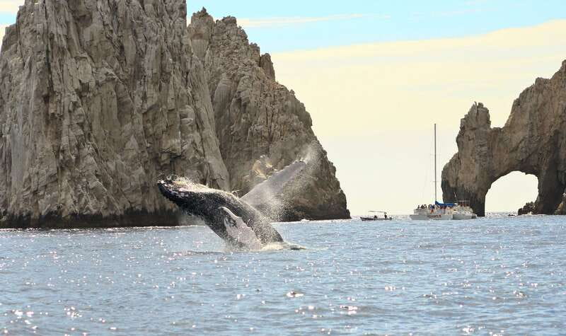 Los Cabos: Whale Watching (Transport and Pictures Included) - Two hours searching the Gulf for whales