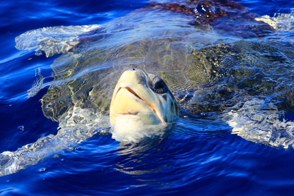 Los Cabos: Whale Watching (Transport and Pictures Included) - The guide makes the difference