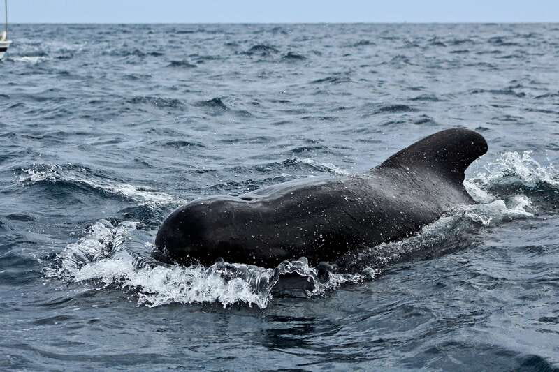 Los Cabos: Whale Watching (Transport and Pictures Included) - Comfort, motion sickness, and who should skip it