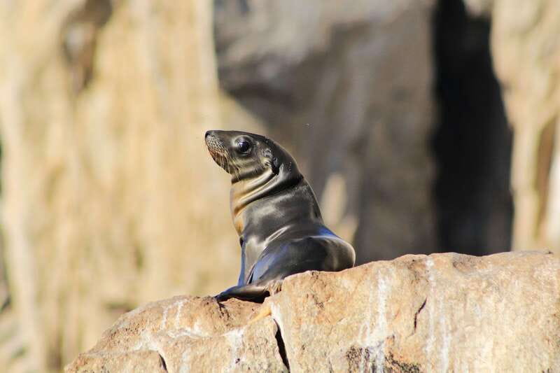 Los Cabos: Whale Watching (Transport and Pictures Included) - Pickup from San José del Cabo to Cabo San Lucas