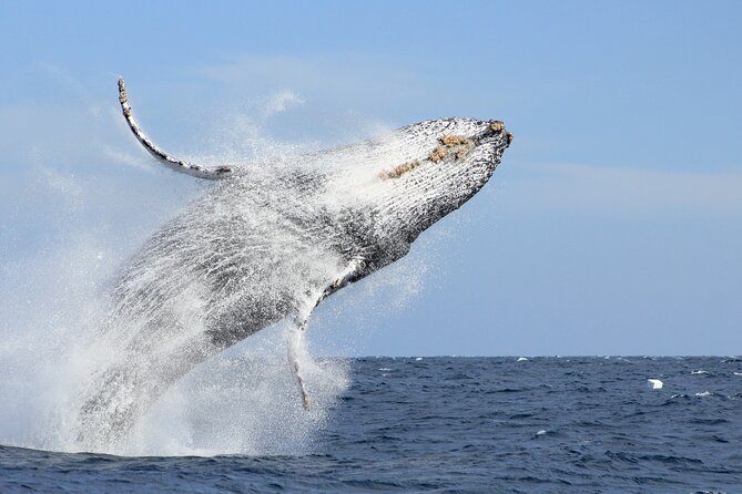 Los Cabos Whale Watching (Transportation and Pictures Included) - Key points to know before you book