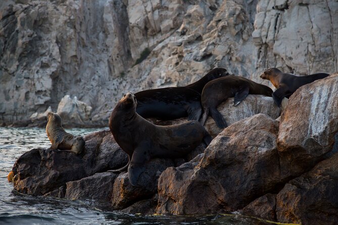 Los Cabos Whale Watching (Transportation and Pictures Included) - Two hours searching the Gulf of California