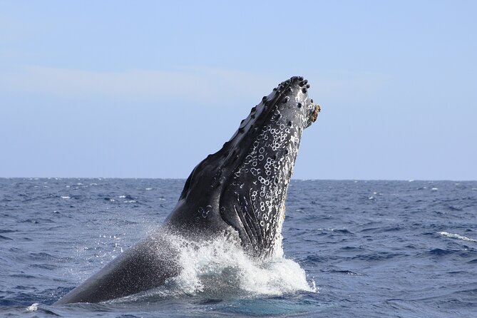 Los Cabos Whale Watching (Transportation and Pictures Included) - How the $90 price holds up