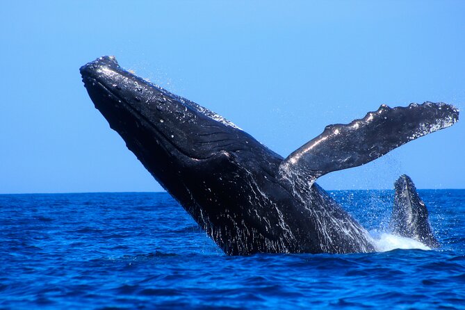 Los Cabos Whale Watching (Transportation and Pictures Included) - When to go and what to bring