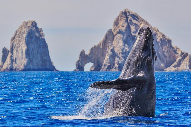 Luxury Catamaran Whale Watching Cabo San Lucas - Key points before you book