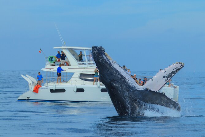 Luxury Catamaran Whale Watching Cabo San Lucas - A whale watch with a comfortable Cabo setting