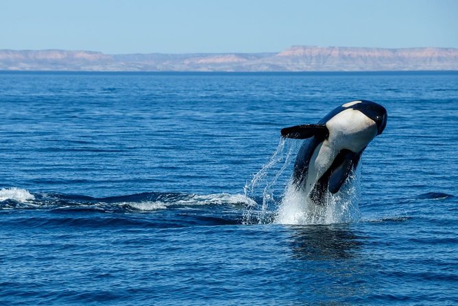 Luxury Catamaran Whale Watching Cabo San Lucas - Lunch-style snacks, drinks, and the onboard mood