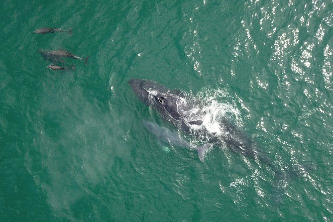 Luxury Catamaran Whale Watching Cabo San Lucas - How comfortable is the catamaran?