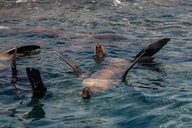 Marine Safari in La Ventana - Searching La Ventana Bay for wild animals