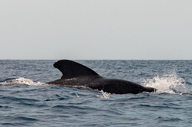 Marine Safari in La Ventana - Beach food and a slower break