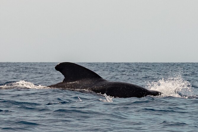 Marine Safari in La Ventana - Guides who make the small group work