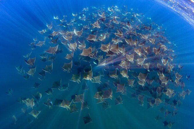 Mobula Ray and Ocean Safari Day Trip - Key points to know before booking