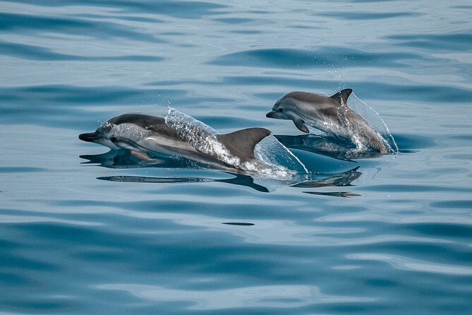 Mobula Ray and Ocean Safari Day Trip - Four to six hours searching the water