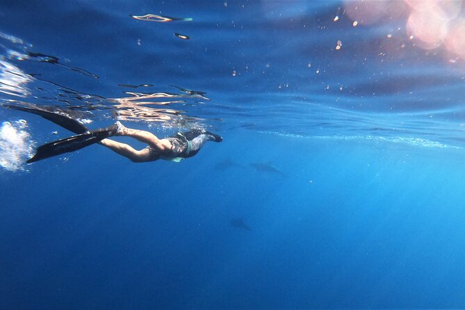 Mobula Ray and Ocean Safari Day Trip - Dolphins, sea lions, and the bonus wildlife