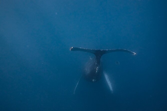 Mobula Ray and Ocean Safari Day Trip - The boat picnic and a remote-feeling coast