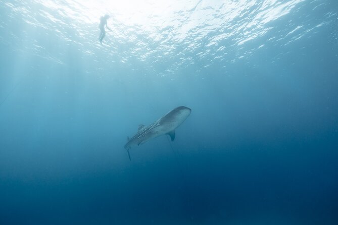 Mobula Ray and Ocean Safari Day Trip - Guides who make a difference
