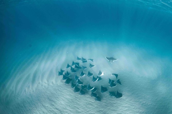 Mobula Ray Snorkeling - Key points to know before you book