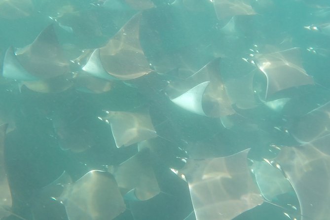 Mobula Ray Snorkeling - What the three-hour Cabo trip is really about