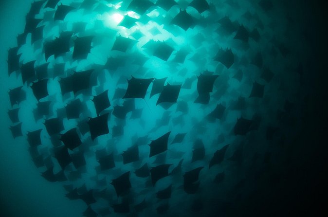Mobula Ray Snorkeling - What happens if the mobulas do not appear
