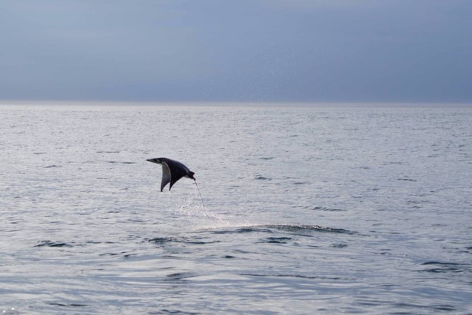 Mobula Ray Snorkeling - Gear, drinks, and what is included