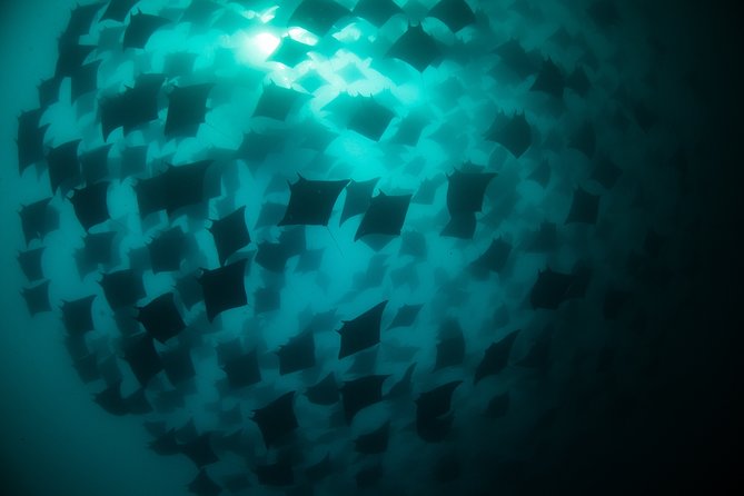Mobula Ray Snorkeling - Is $169 a fair price?