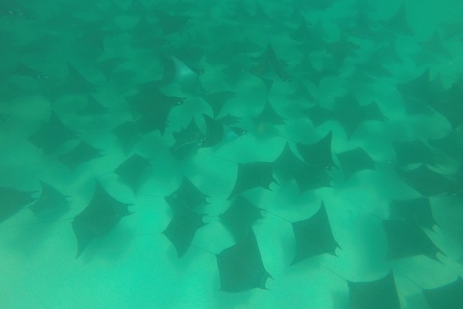 Mobula Ray Snorkeling - Who will enjoy this most?