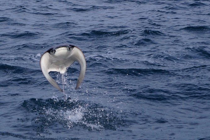 Mobula Ray Snorkeling - First stop: El Arco and the sea lions