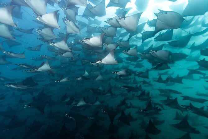 Mobulas and Cetaceans Day Trip - Why mobulas make this La Ventana outing special