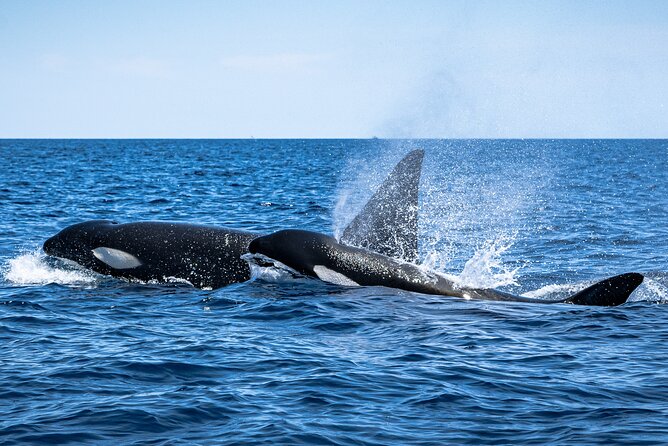 Mobulas and Cetaceans Day Trip - What the animal encounters are really like