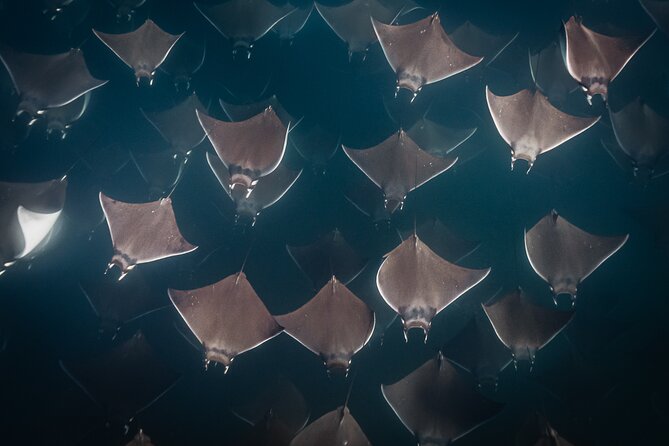 Mobulas and Cetaceans Day Trip - Lunch, wetsuits, and the value of the $270 price