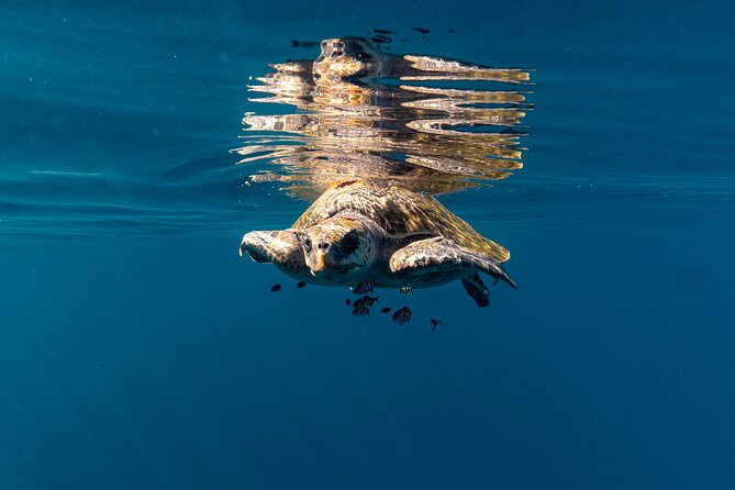 Mobulas and Cetaceans Day Trip - Getting to Playa Central in La Ventana