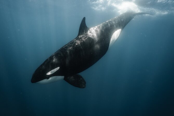Mobulas and Cetaceans Day Trip - Guides, captains, and the feel of the outing