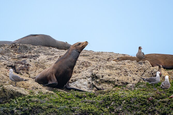 Mobulas and Cetaceans Day Trip - Weather, fitness, and the limits of nature