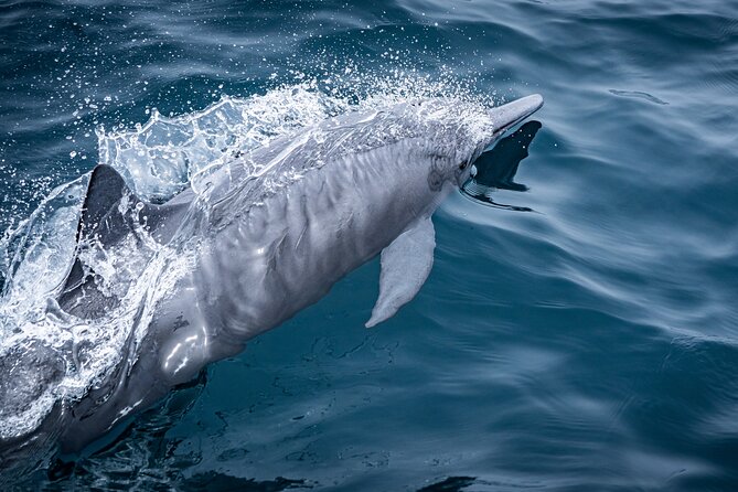 Mobulas and Cetaceans Day Trip - Who should book this experience