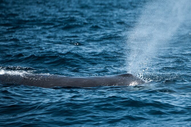 Mobulas and Cetaceans Day Trip - The small-group advantage