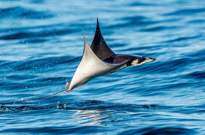 Mobulas Safari and Wildlife in La Ventana with a Marine Biologist - Dolphins, humpback whales, and other sightings