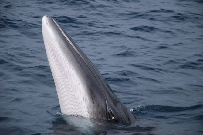 Mobulas Safari and Wildlife in La Ventana with a Marine Biologist - Snorkeling near Cerralvo Island
