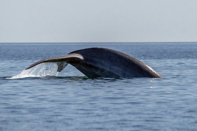 Mobulas Safari and Wildlife in La Ventana with a Marine Biologist - Hamza, the captain, and the private setup