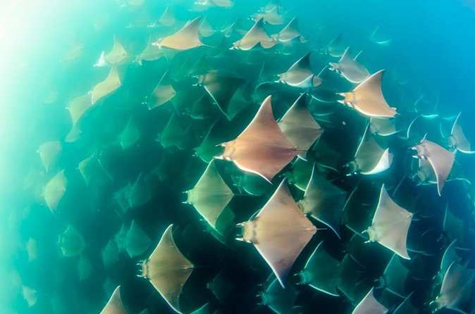 Mobulas Safari and Wildlife in La Ventana with a Marine Biologist - What can make the day difficult