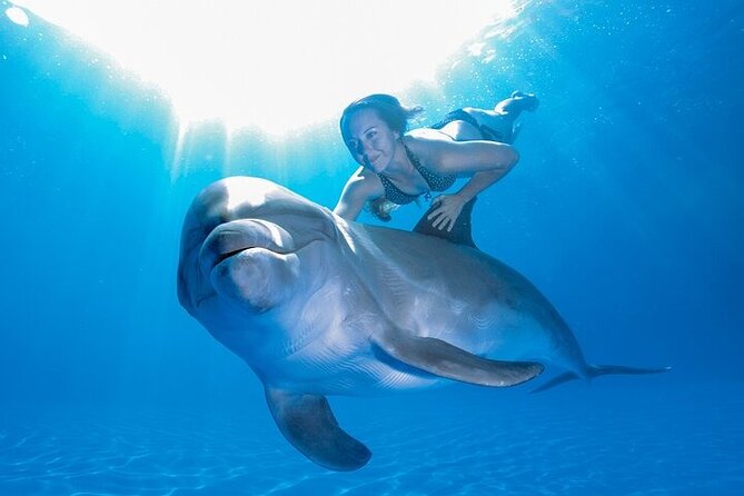 Must-DO The only and Unique Natural Space Dolphin Encounter Cabo - Meeting a dolphin at San José del Cabo