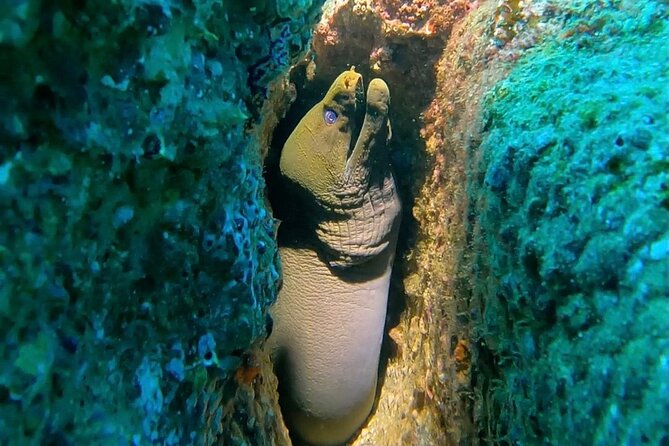Non-Certified Diving Adventure in Cabo San Lucas - A First Scuba Session in Cabo, Without Certification