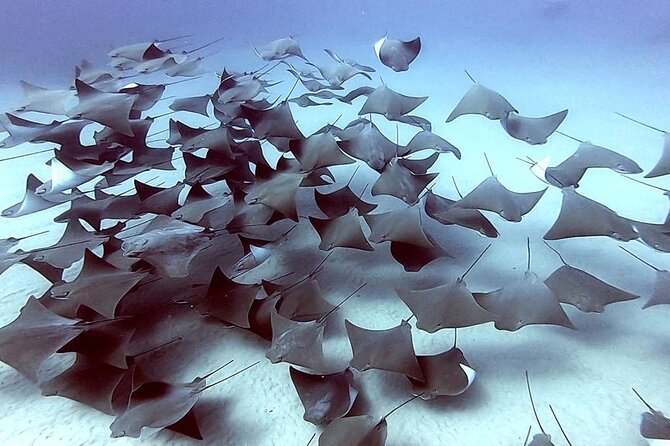 Non-Certified Diving Adventure in Cabo San Lucas - Equipment, Wetsuit, Drinks, and Included Media